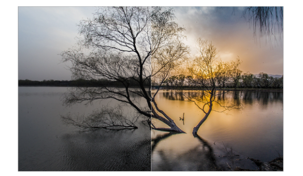 picture of a tree with and without a lens filter