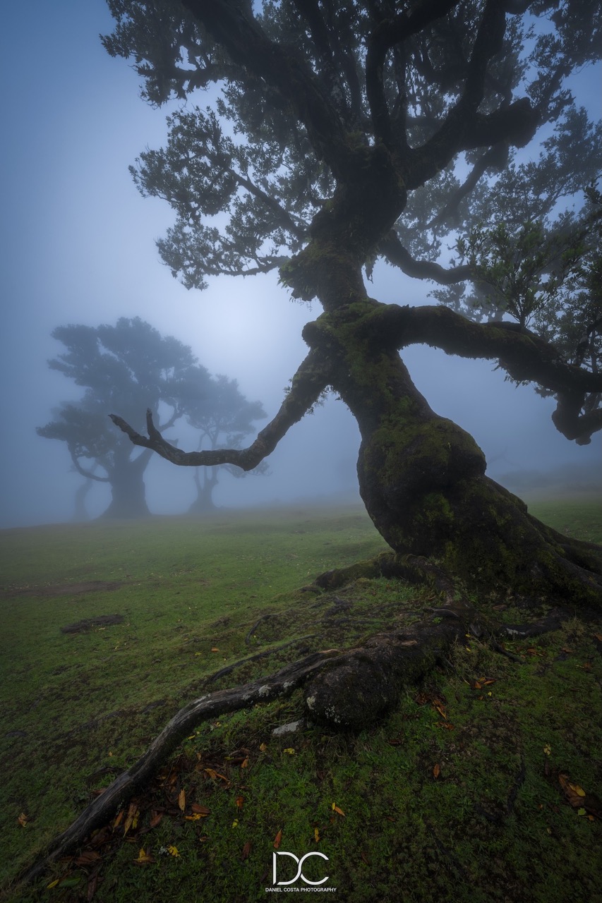 Trees in the fog